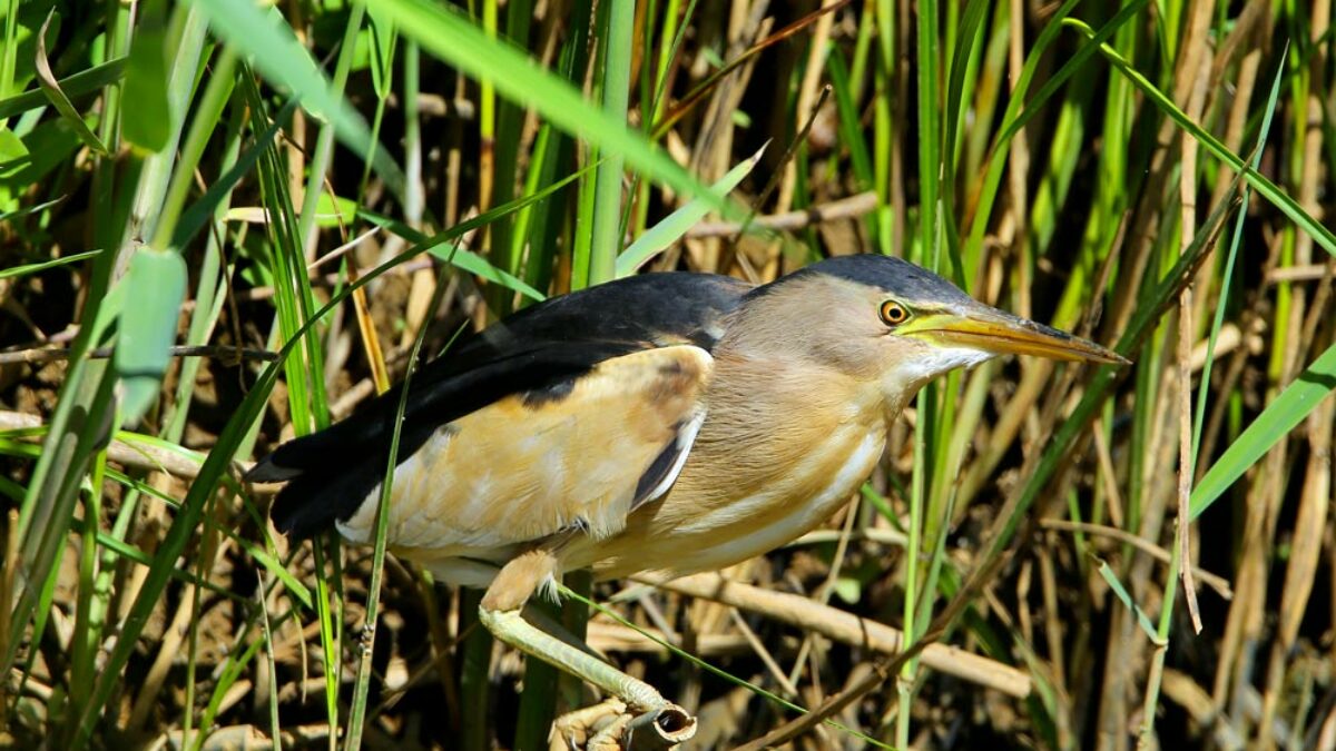 Les marais du Vigueirat