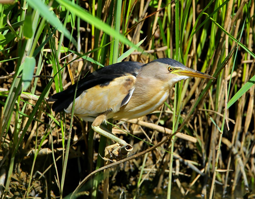 Les marais du Vigueirat