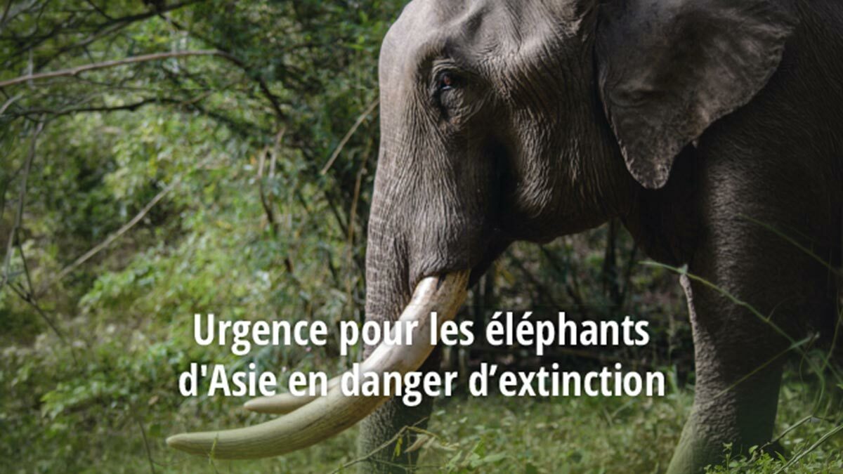 Urgence pour les éléphants d&rsquo;Asie en danger d’extinction
