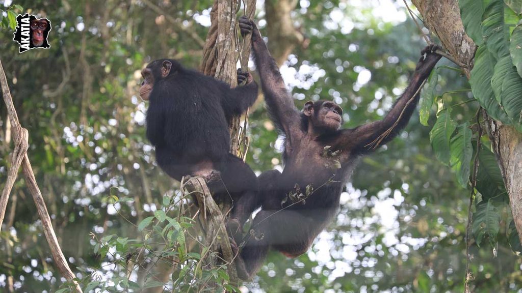 Chimpanzé - Akatia