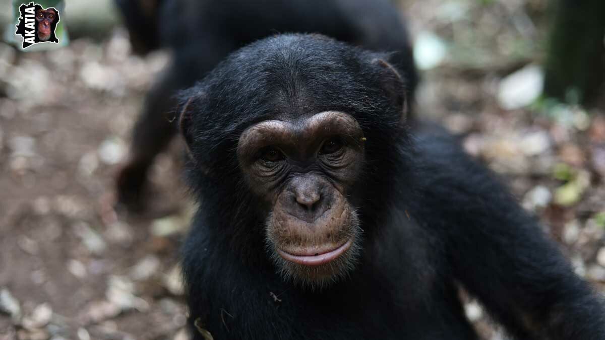 Quand une forêt disparaît, les chimpanzés disparaissent avec elle : c’est le combat d’Akatia en Côte d’Ivoire.